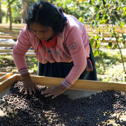 BIO Mexico Tebejapa